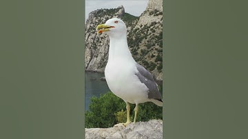 Thumbnail of Seagull Calling  ||  NatureLax