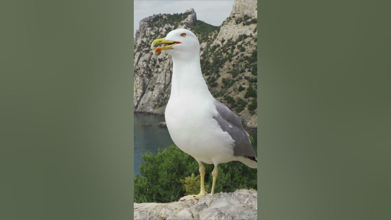 Seagull Calling || NatureLax Seagull Calling || NatureLax
