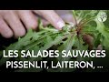 Les salades sauvages, pissenlits, laiterons, laitues