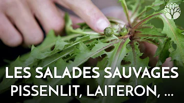 Comment reconnaître les salades sauvages comestibles ?