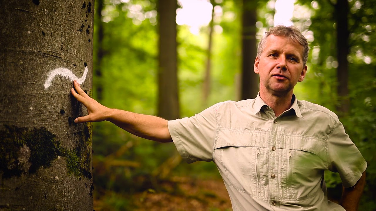 Auf den Spuren des Schwarzspechtes