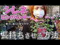 シレネ ピンクパンサーの育て方・お手入れ方法・長持ちさせるコツ【おうちガーデニング】開花園チャンネル