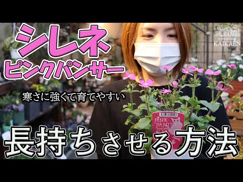 シレネ ピンクパンサーの育て方・お手入れ方法・長持ちさせるコツ【おうちガーデニング】開花園チャンネル