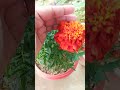 Meynea aapnea garden Mey add Kiya neya poudha #plant #gardening