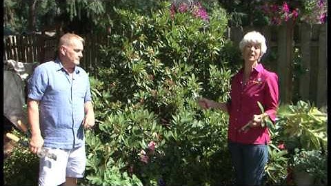 Pruning Rhododendrons and Azaleas
