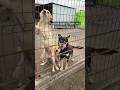 Прямий ефір із притулку Світлани Ткачук 26.10.2025 #dog #animals #cat #ukraine #собака