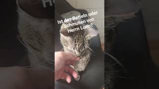 Herr Luno hat eine klare Absicht... 😂Hashtags: #herr luno #katzenliebe #betteln #süßekatzen #shorts