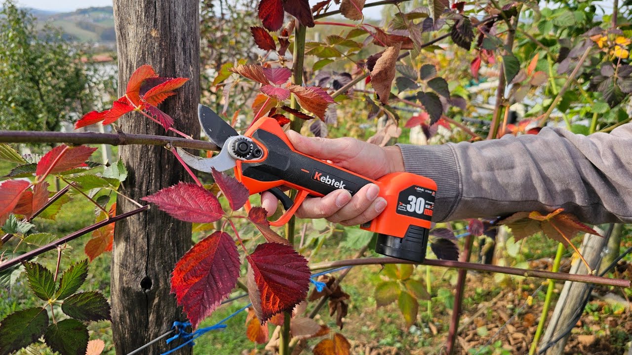 Подготовка ежевики к зиме — обрезка, защита и удобрение