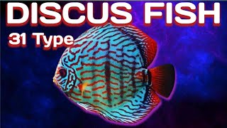 31 Amazing Types Of Discus Species, Rare And Commen Discus fish A to Z