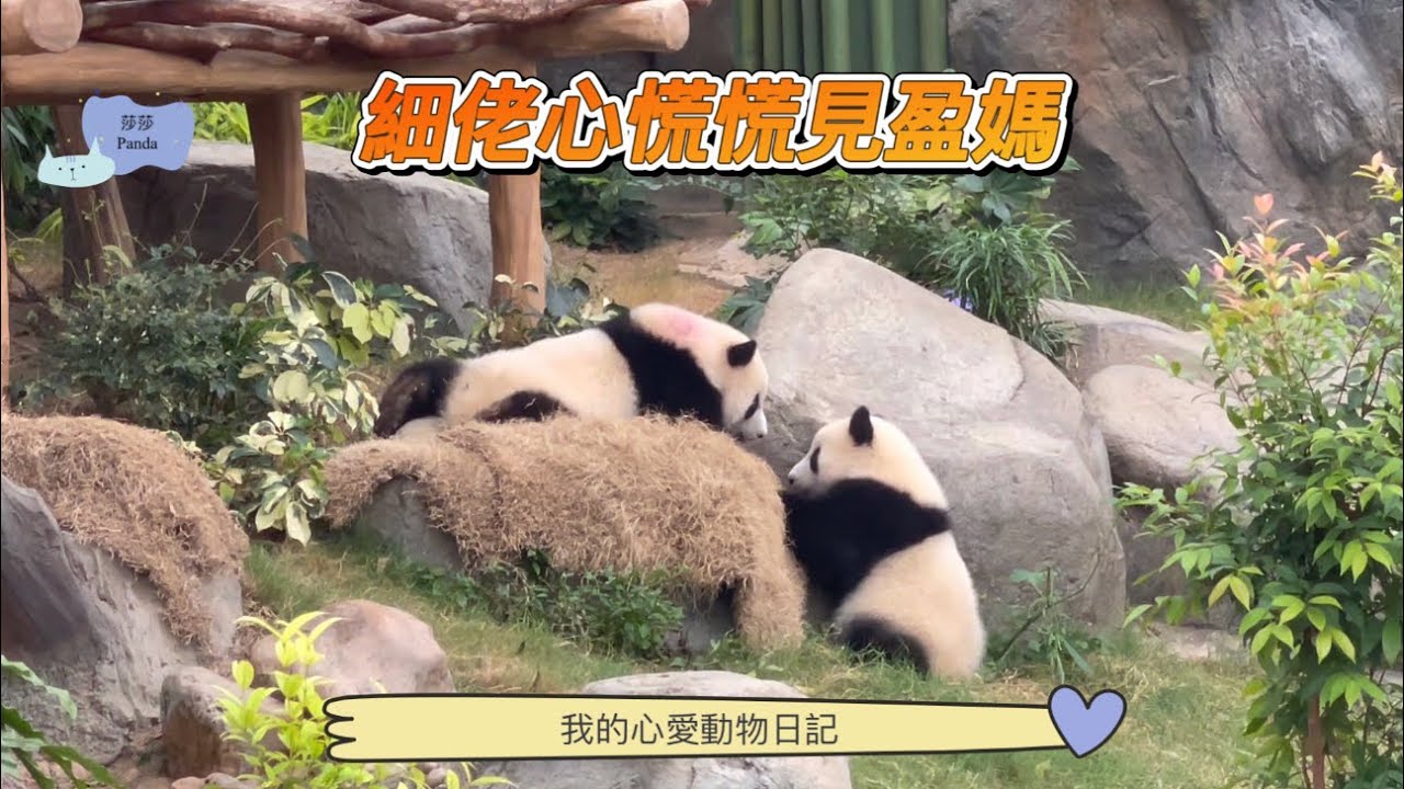 【大熊貓🐼之旅】細佬瞞住盈媽又與家姐比武；細佬心慌慌地面對盈媽🐼🐻🐼🐻🐼💕💕💕💕💕