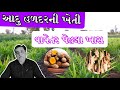 આદુ અને હળદરના પાક પેહલા ખાસ ધ્યાન રાખવું