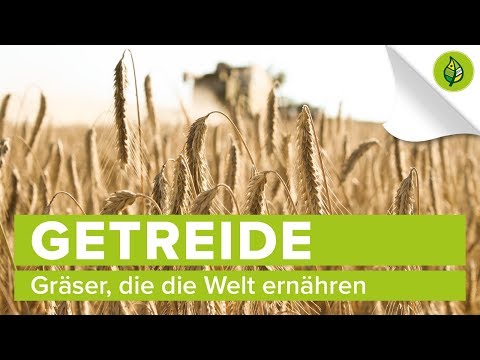 Video: Ziergräser Und Getreide