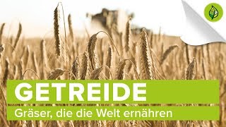 Getreide: Gräser, die die Welt ernähren