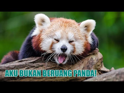 Membahas Panda Merah yang Tidak Ada Hubungannya Dengan Beruang Panda