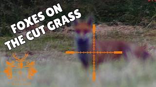 Cut Gr Fox Control
