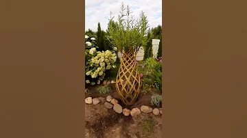 Видео отзыв❤️ Живое плетёное дерево из ивы в виде вазы 🌿
