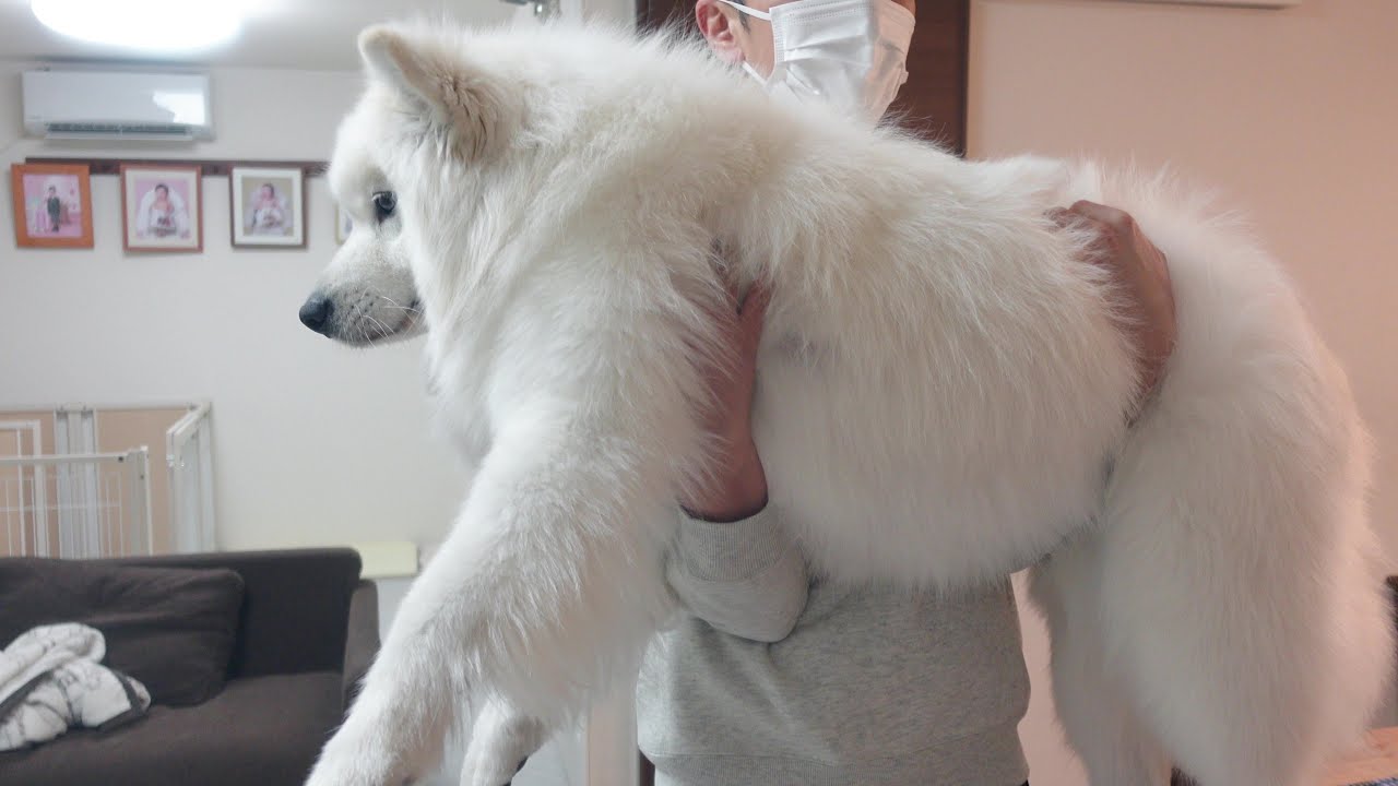 サモエド Adidas ZX 1000 The Simpsons “Flaming Moe's” Sneakers H05790 Men's