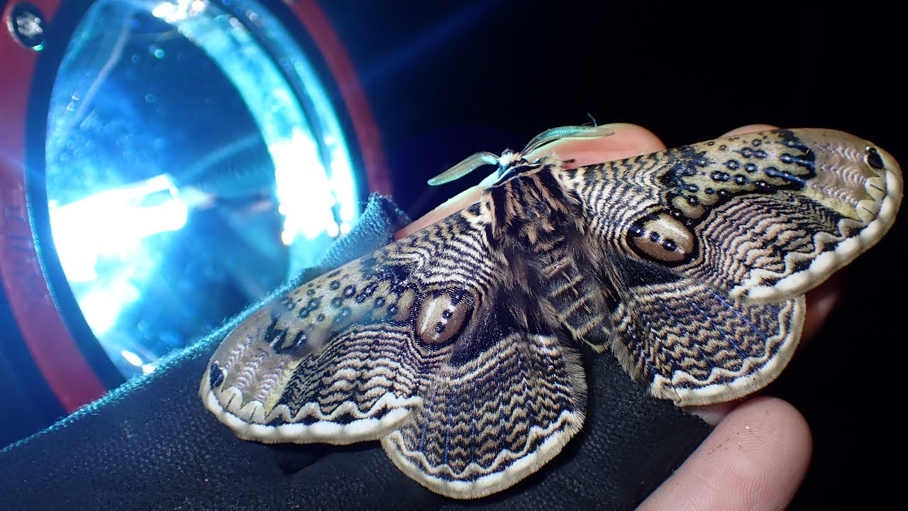 The giant moth, one of the three major spring moths with its