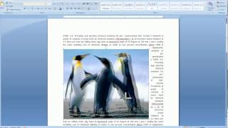 Microsoft word 2007 & 2003: how to crop, wrap, washout & edit image