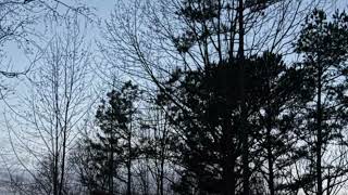 Bigfoot Night Calls #7 - Green Swamp Sasquatch Speech Zunson