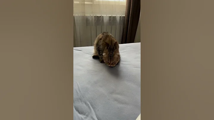 Watch the video about Funny Scottish fold cat 🐱 #cat #pet #scottishfold #scottish