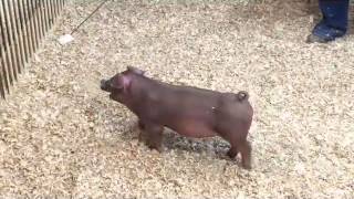 16-1 Duroc Gilt