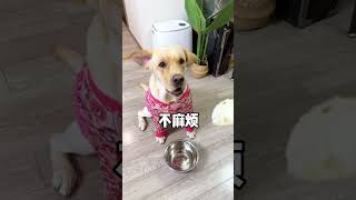 【旺仔很忙🐶】虽然我是狗，但你比我更像狗