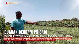 DUGAAN DENDAM PRIBADI PETANI BAWANG MERAH DI NGANJUK RUGI PULUHAN JUTA