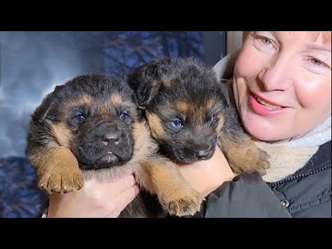 ЩЕНКИ НЕМЕЦКОЙ ОВЧАРКИ 19 дней. ПРОДАЮТСЯ! ОДЕССА! Питомник ф. Фоксберг v.FOXBERG