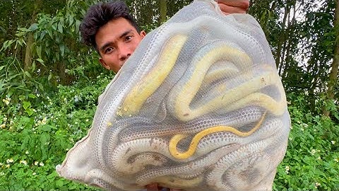 Trúng Ổ Rắn Khủng Dính Liên Tục Hơn 10kg 