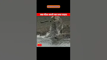 नन्ही सी जान अपनी जान कैसे बचाएं ❤️💔| tiger vs crocodile#shorts #animals #animallover #facts #viral