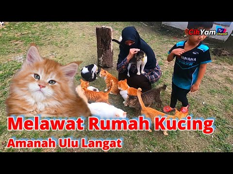 Melawat Ke Rumah Kucing Amanah Hulu Langat..