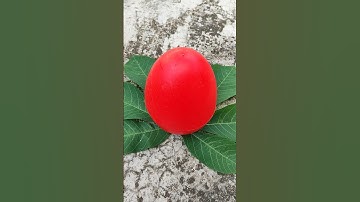 red egg on the leaf and cell phone #eggs #egg #cellphone