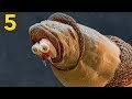 Top 5 Amazing Microscopic Videos