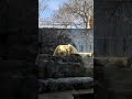 💙🐻‍❄️White bears in Prague Zoo #travel #botany