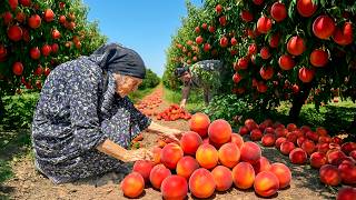 Download Lagu Harvesting Fresh PEACHES 🍑 | Homemade Juice, Jam \u0026 Golden Peach Pie! MP3 Download Lagu Harvesting Fresh PEACHES 🍑 | Homemade Juice, Jam \u0026 Golden Peach Pie! MP3