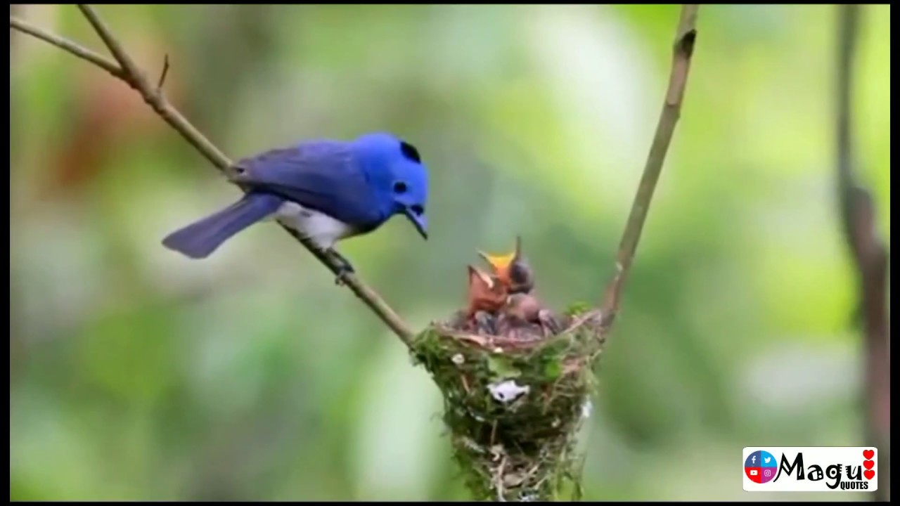 mother bird love , bird's whatsapp status, bird's status, MaguQuotes, MQ...