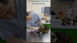 Кормление кошки с сахарным диабетом. Кормление кошки с сахарным диабетом.