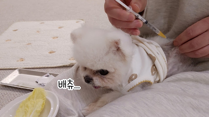 내가 직접 퐁키에게 주사 놓는 날이 올 줄이야... 강아지 주사 놓기 너무 무서워요ㅜㅜ