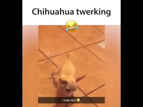 chihuahua twerking