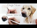 Step-by-Step Guide to Drawing a Dog's Nose with Coloured Pencils