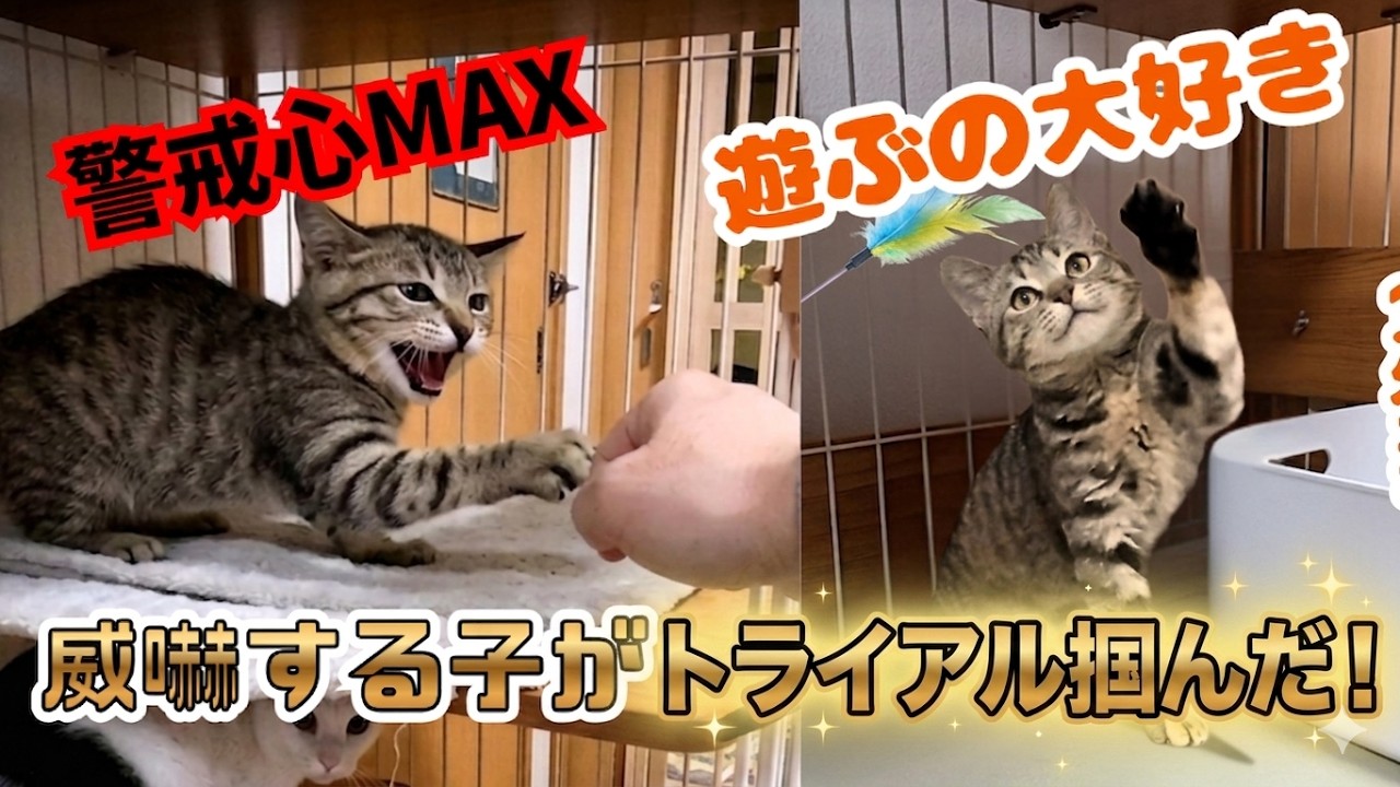 元野良猫】キジトラ子猫は警戒心MAX！シャーの威嚇や猫パンチ連発でも