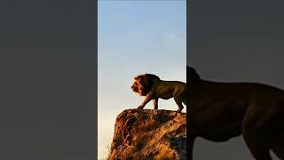 Animal Lion Simba Fart 2