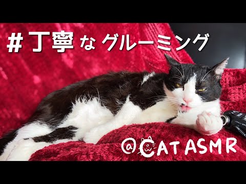 ［ASMR］猫の丁寧なグルーミングの音 ?cat grooming#61