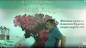 Адениумы Ткаченко