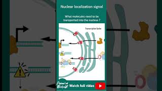 Nuclear localization signal | NLS | cell bio in 1 minute
Nuclear localization signal | NLS | cell bio in 1 minute
full video link: https://www.youtube.com/watch?v=5BuY_h5tg0U
For Notes, flashcards, daily quizzes, and practice questions follow
Instagram page: https://www.instagram.com/animatedbiologywitharpan/
Facebook page: https://www.facebook.com/Animated-biology-with-Arpan-109894017509038/?ref=pages_you_manage
Follow me on other social media -
Facebook : https://www.facebook.com/arpan.parich...
Instagram : https://www.instagram.com/arpanparichha/
Linked in : https://in.linkedin.com/in/arpan-pari...
Twitter : https://twitter.com/arpan_parichha?la...
Link to my other channel - Lets crack bio exams https://www.youtube.com/channel/UC4IpyopsGWSjaPACNTZLuqg
The Nerd Medic YouTube channel:
Youtube: https://youtube.com/c/TheNerdMedic00
Instagram: https://instagram.com/ayan_parichha00...
Facebook: https://www.facebook.com/poetsoflens/
For Physics part of bio exams - Physics for IIT JAM biotechnology
https://www.youtube.com/channel/UCJvSHjOoL2FDN85hQbu7vfw
#animated_biology #animated_biology_with_arpan #biology #bio_facts #CSIR_NET #IIT_JAM #IIT_JAM_BT #biotechnology #bioscience #biological_sciences #microbiology #genetics #zoology #molecular_biology #cell_biology #botany #immunology #ecology Nuclear localization signal | NLS | cell bio in 1 minute