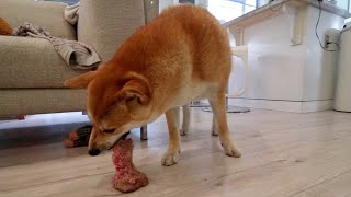 [Pepper the Shiba] eating whole steak for the first time