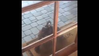 MOM THERE IS A DRAGON SCREAMING AT THE DOOR (EARRAPE) full video
