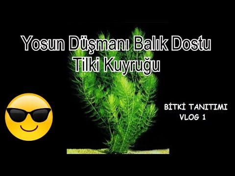 Video: Büyüyen Tilki Kuyruğu Eğreltileri: Tilki Kuyruğu Eğrelti Otu Bitkilerinin Bakımı Nasıl Yapılır