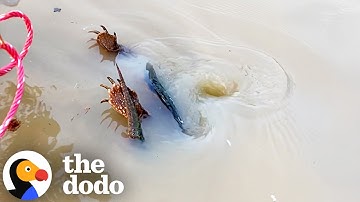 Snapping Turtle Rescued From A Pond Drain | The Dodo
